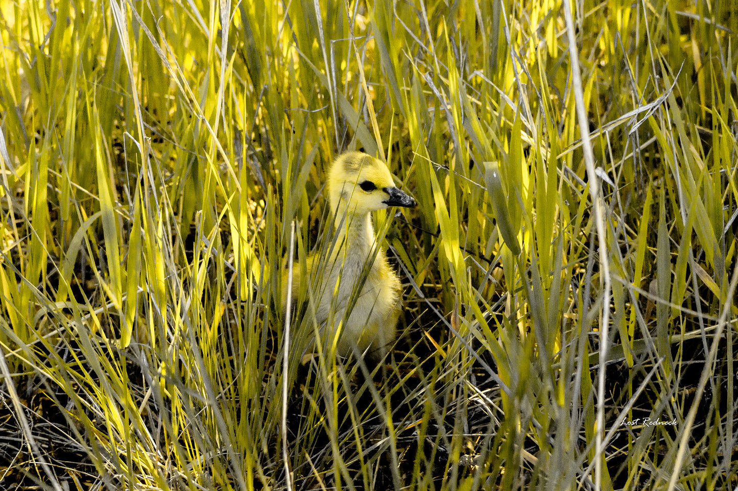 Gosling on San Juan river in Colorado