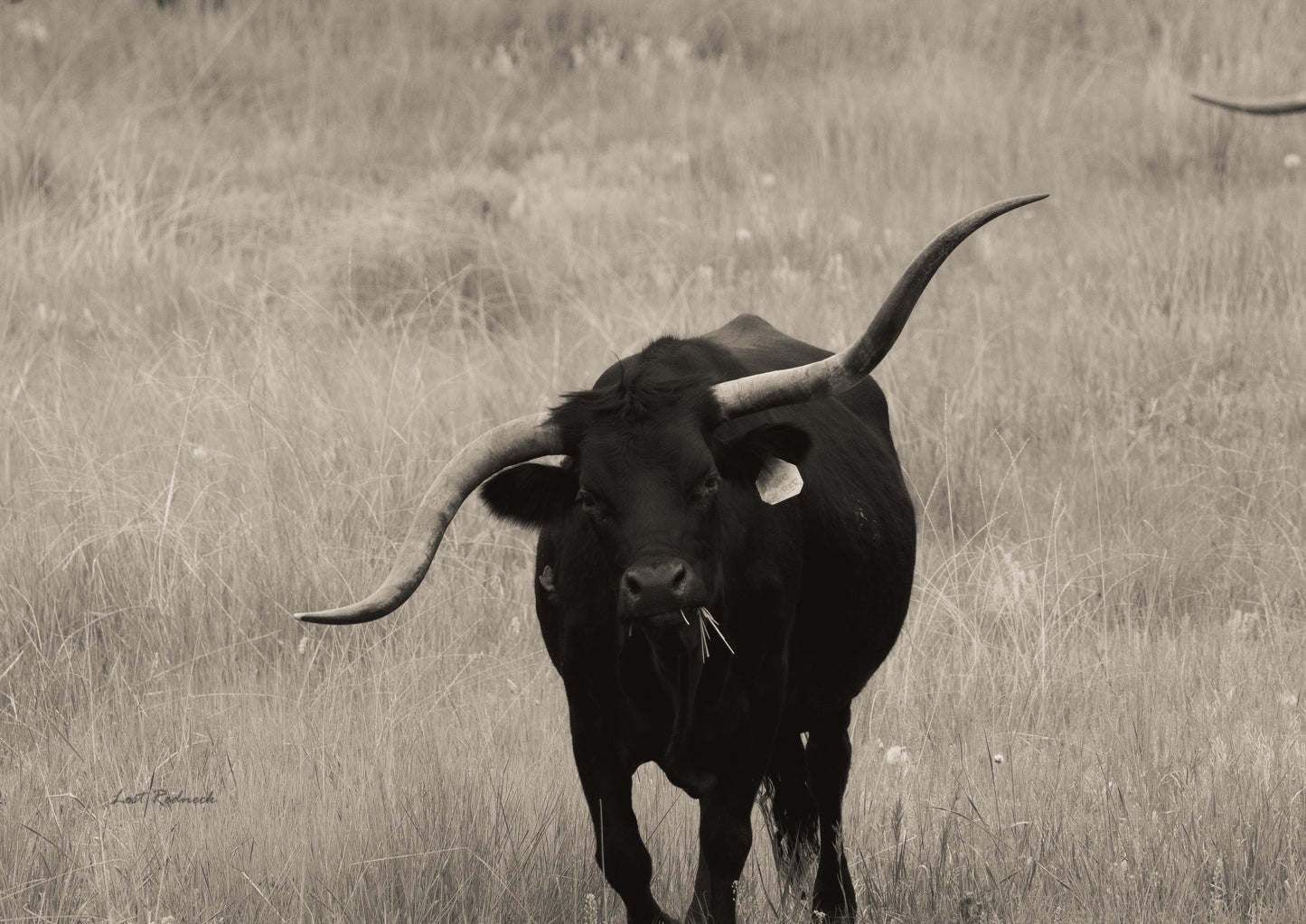 Crooked Horn~Southwest Colorado