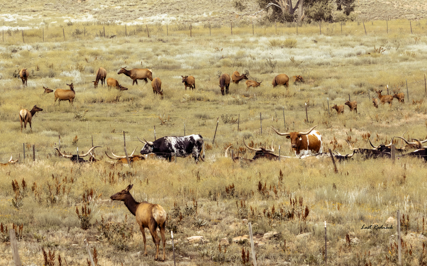 The Congregation~Pagosa Springs, Colorado