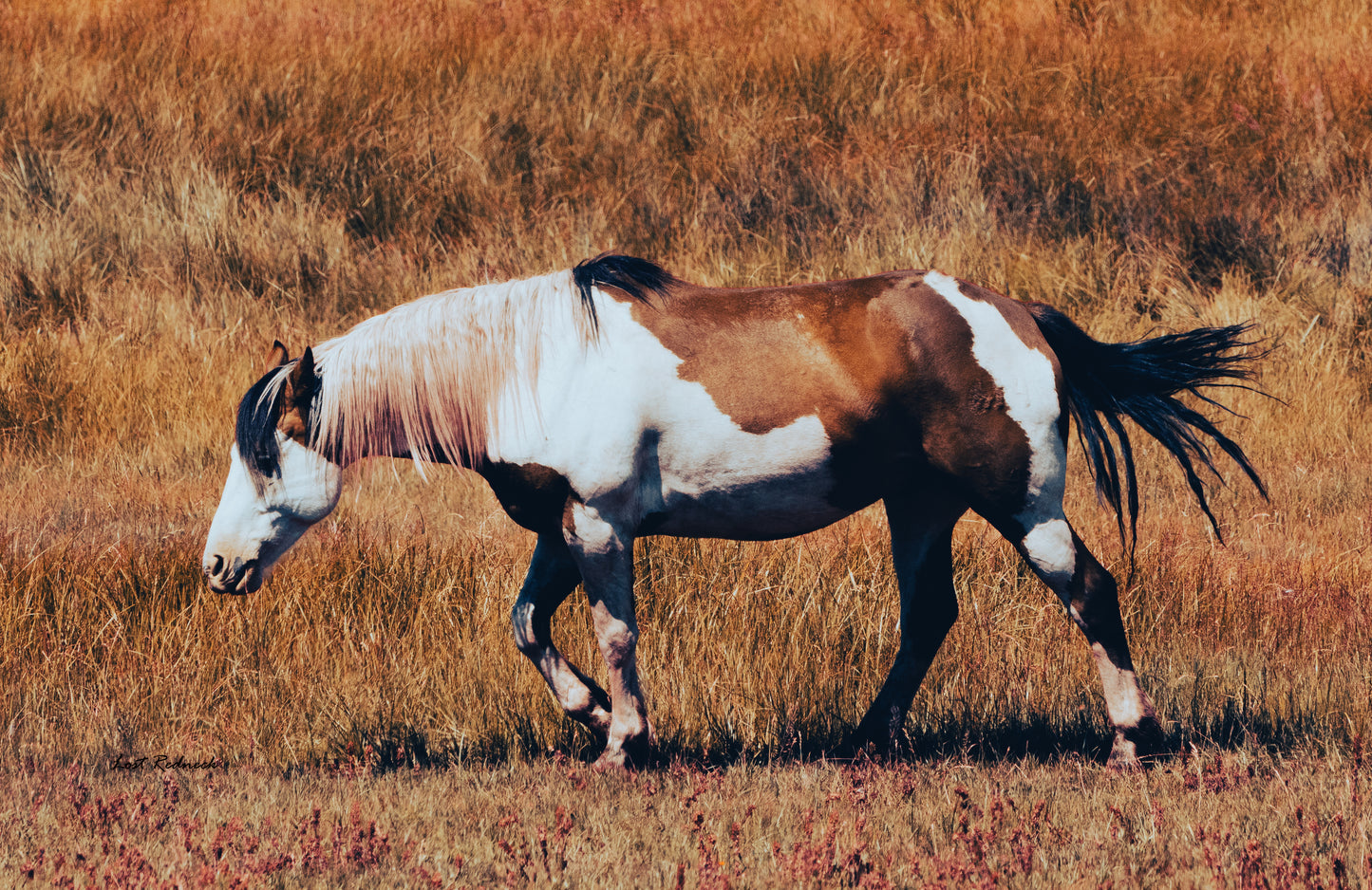 Pale face~ Southwest Colorado