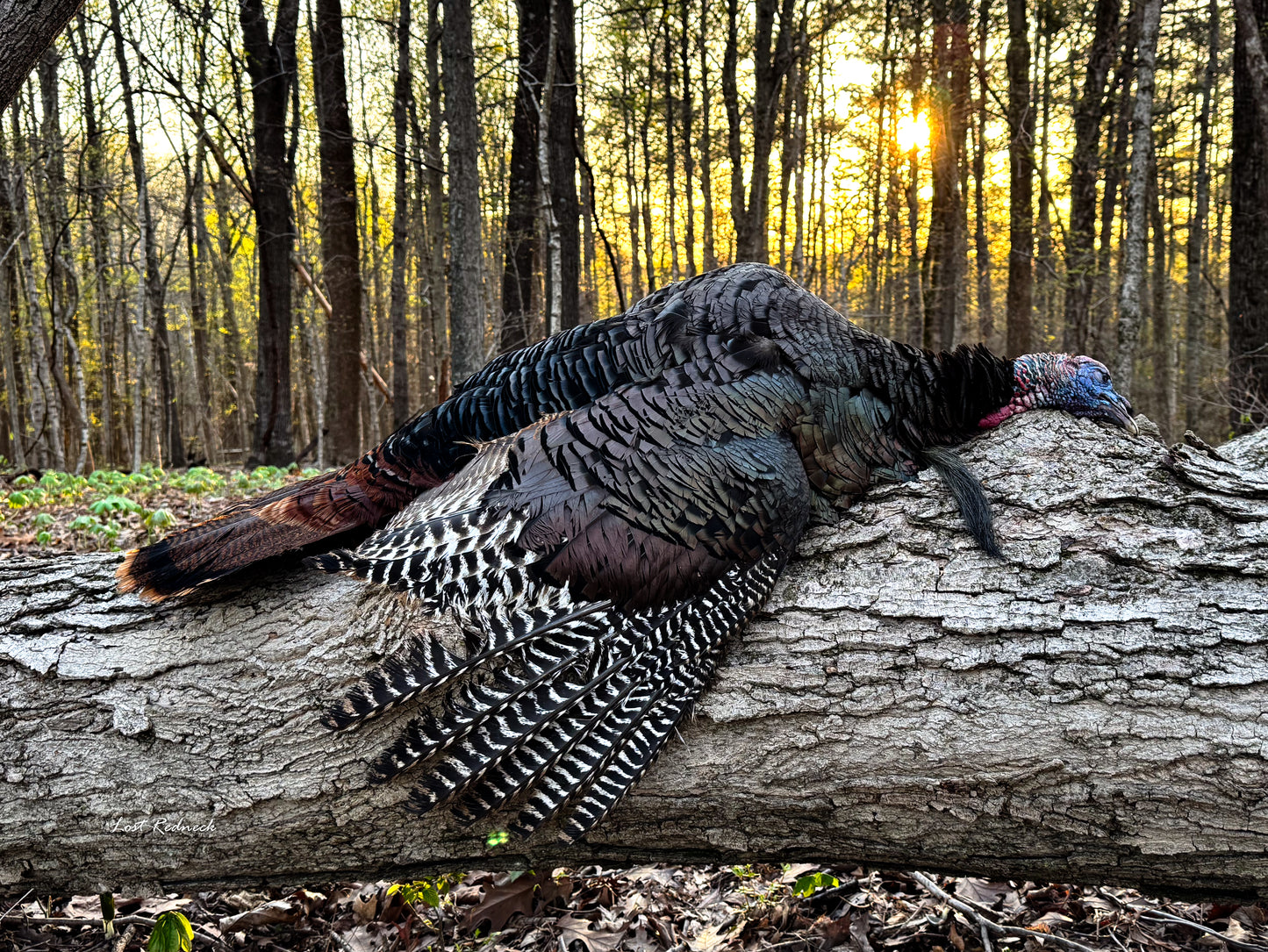 Final Dance~Illinois