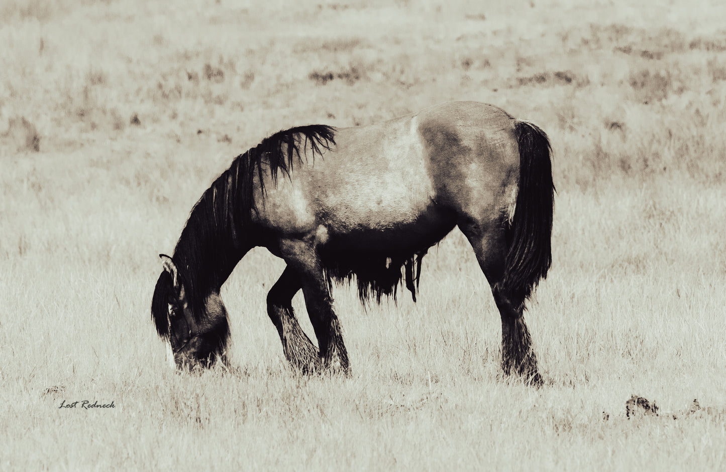 Shaggy(VS2)~ Pagosa Springs, Colorado