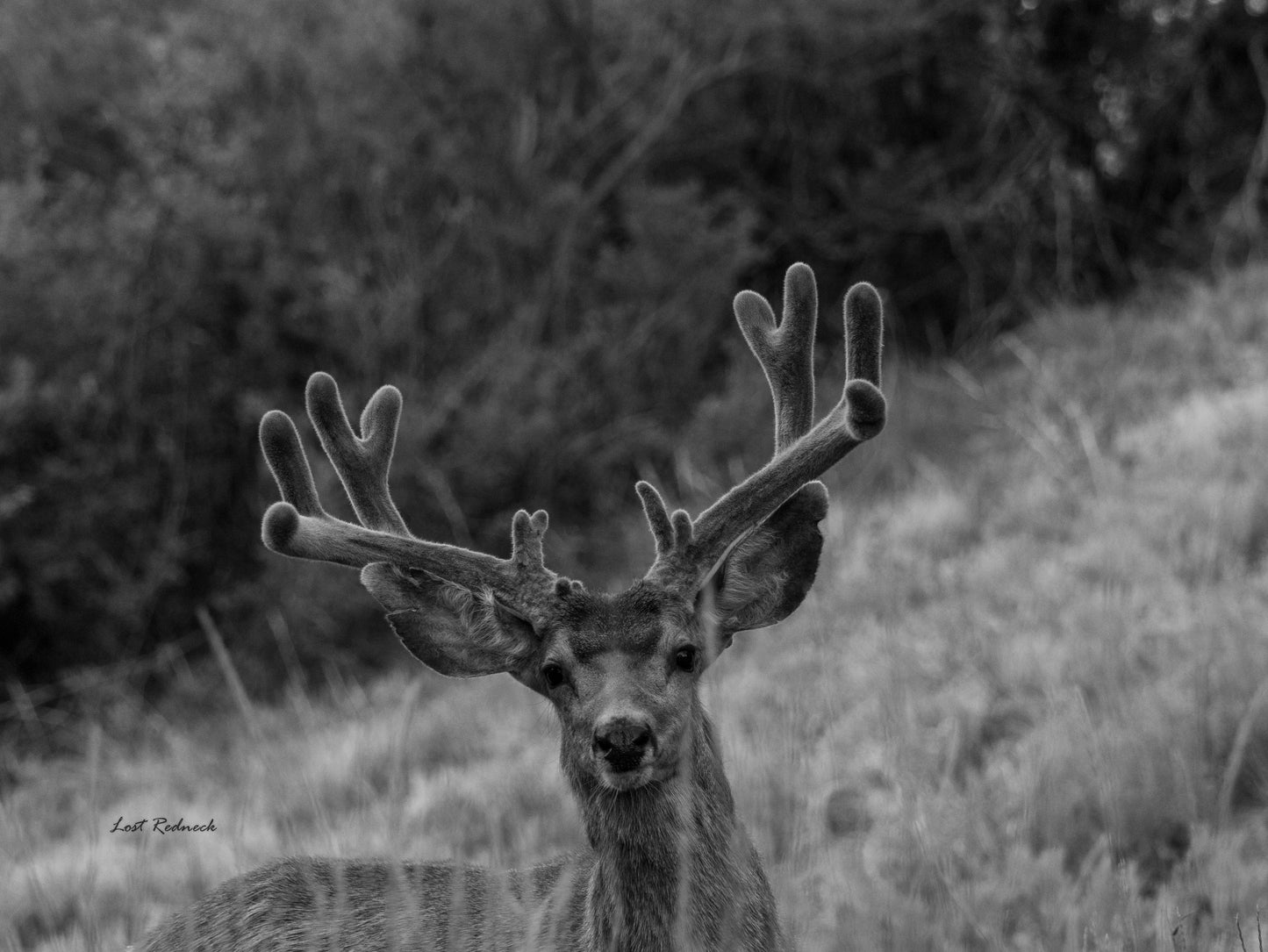 Velvet Buck