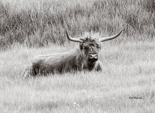 Bad Hair Day