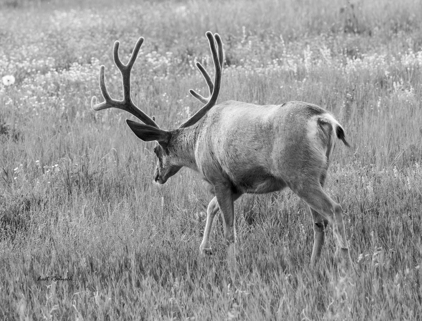 Big B&W Muley