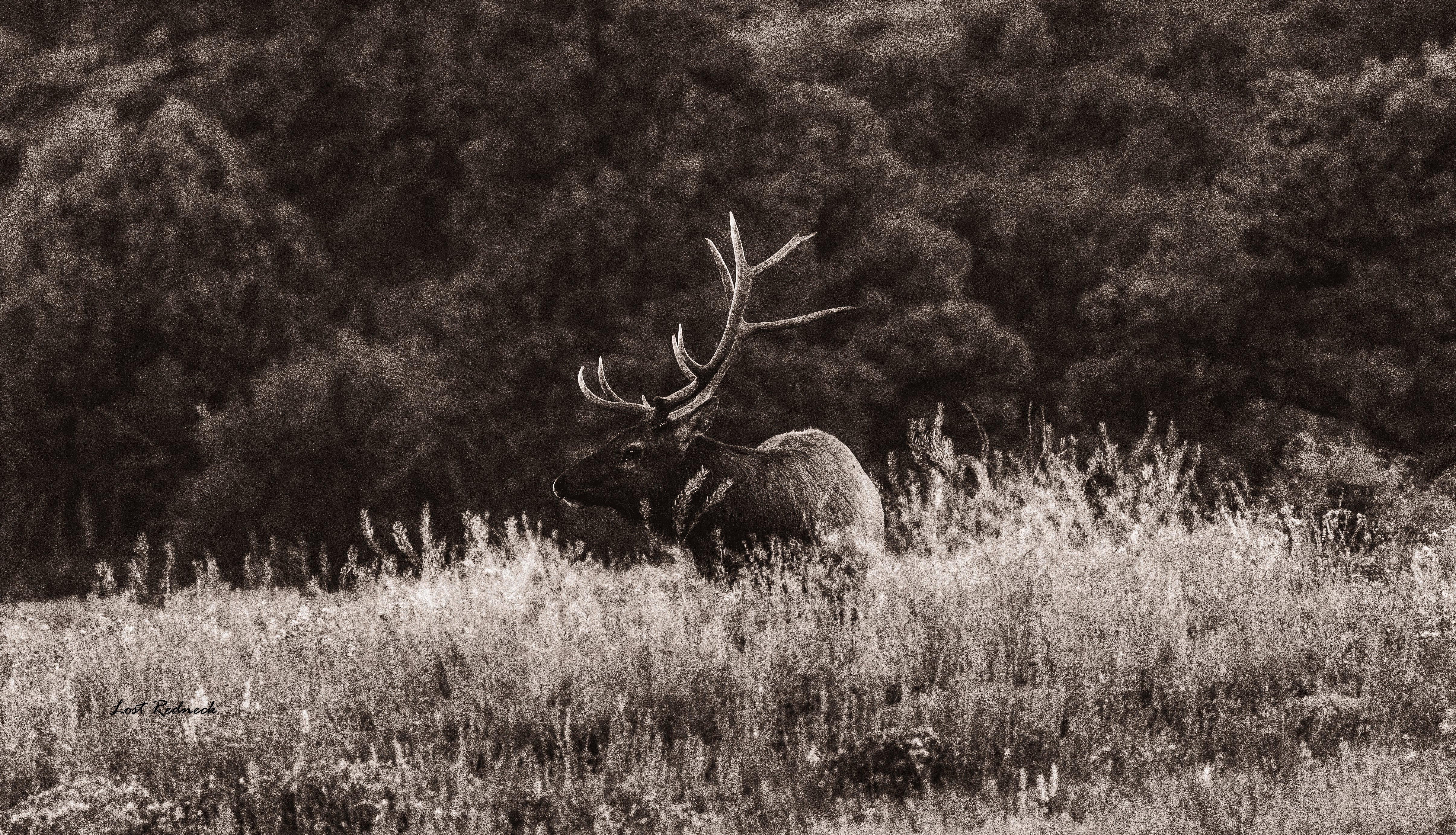 Wikend Bull Twilight Bull – Notallthatwander