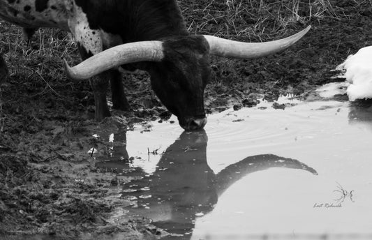 Bull Reflection