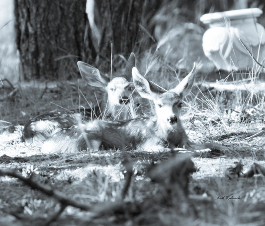 Bedded Fawns (B&W)