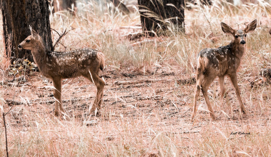 Fawn Pair