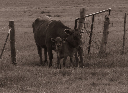 Momma and Calf