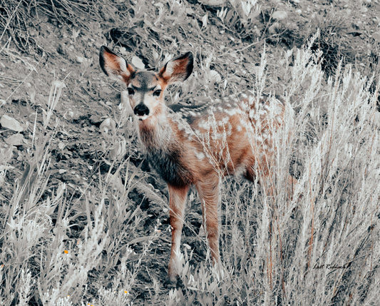 Mule deer fawn