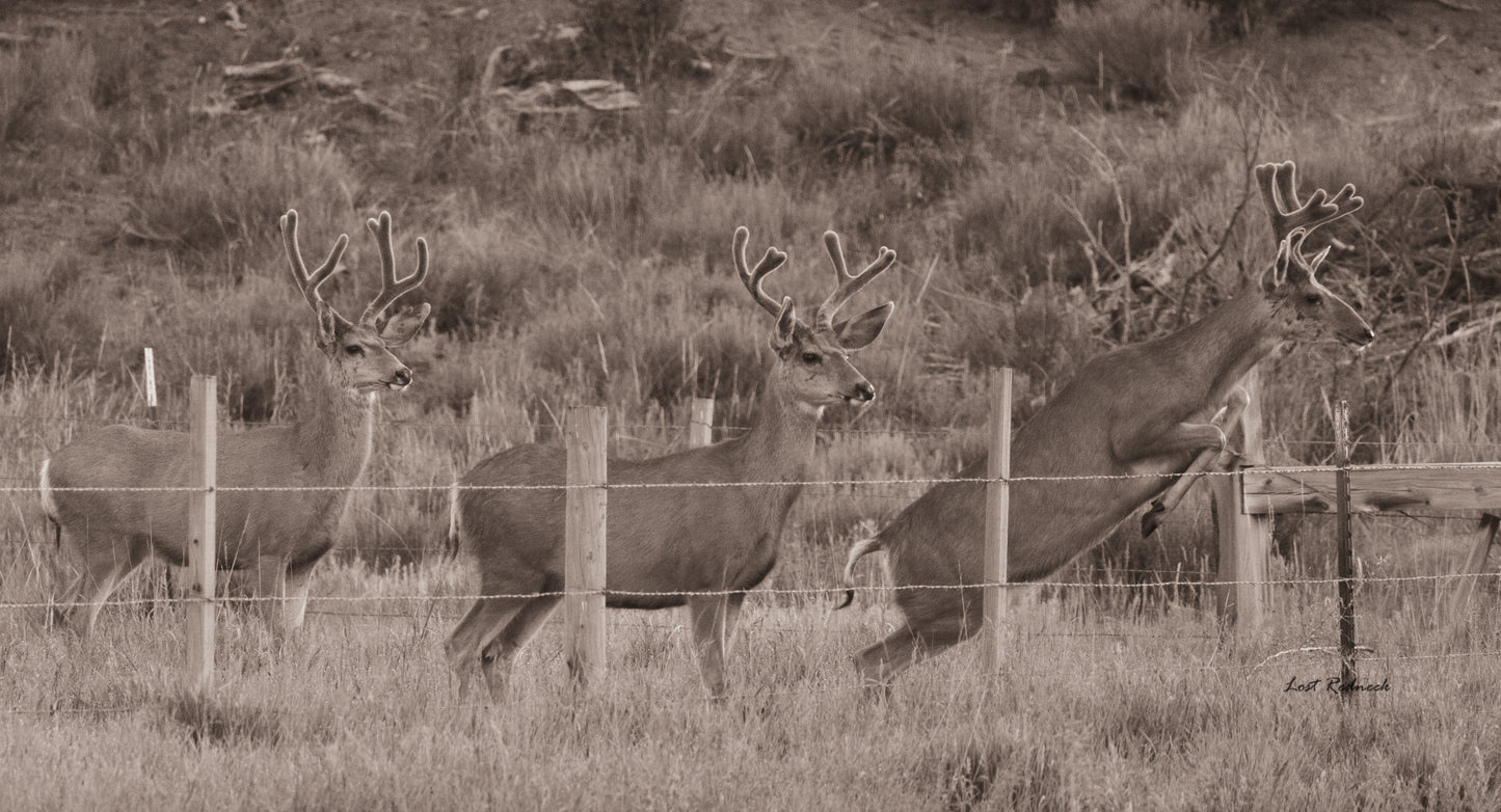 Muley crossing