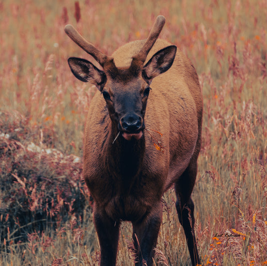 Spike Elk