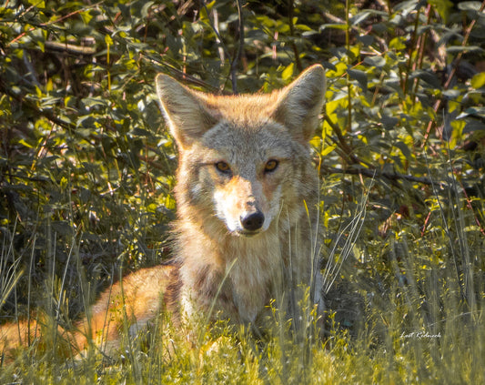 Eye Contact