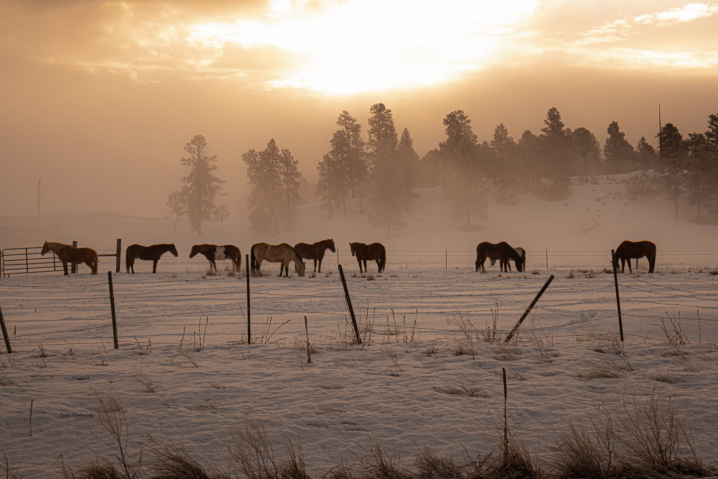 Winter Horses