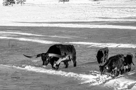 Winter Longhorn