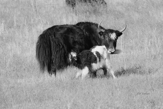 Yak moma & calf B&W