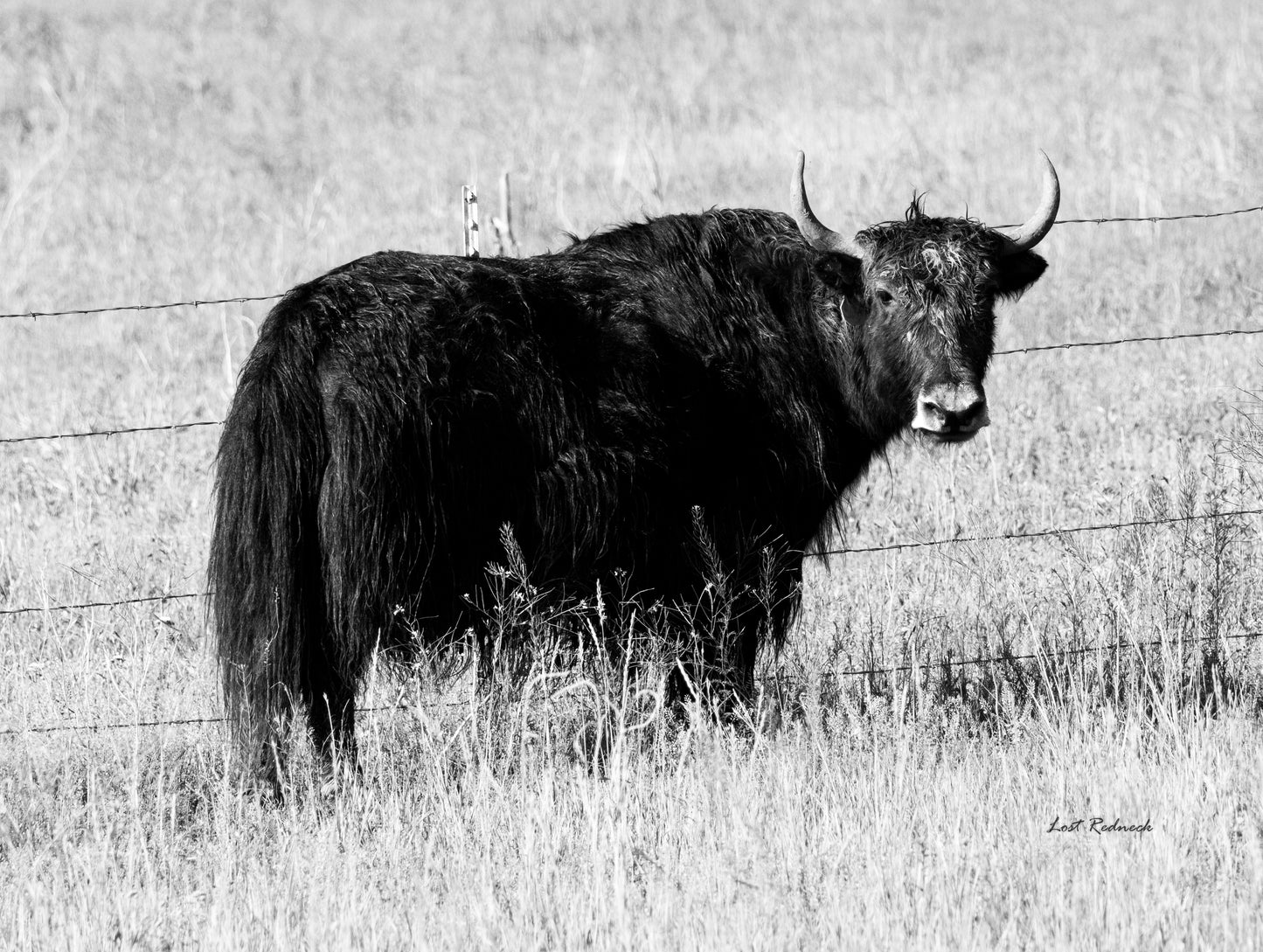 B&W Yak