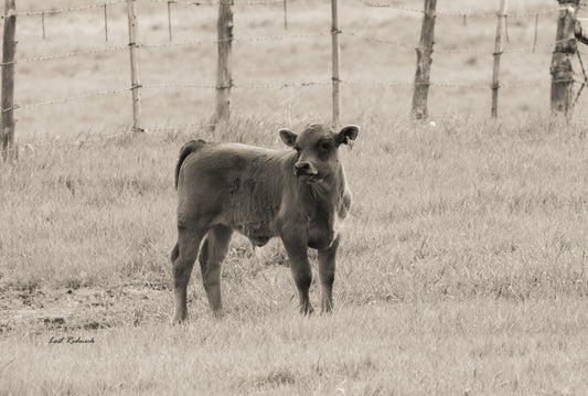 Bull Calf