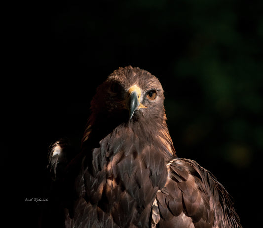 Two Face ~Sitka Alaska