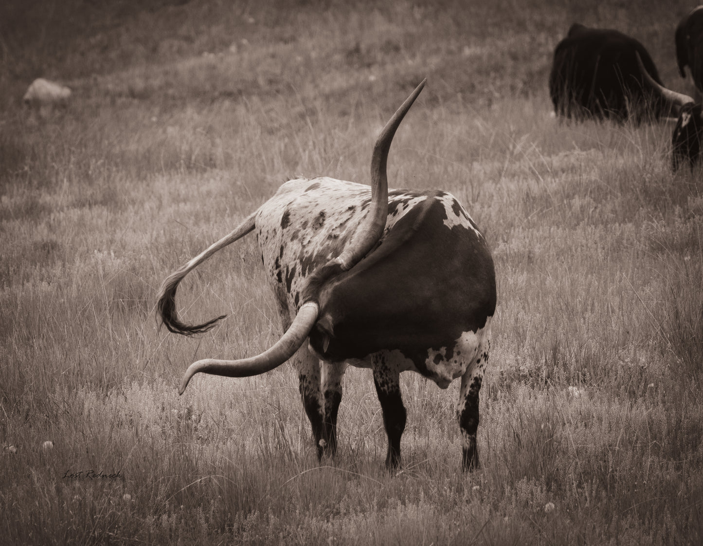 Longhorn Itch